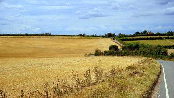 A country road curves through golden, recently harvested fields under a partly cloudy sky. Hedges and patches of green vegetation border the fields, with a farmhouse and trees visible in the distance.